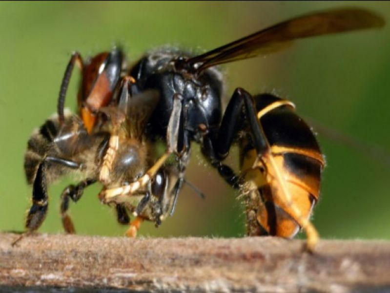 Un frelon asiatique attaquant une abeille