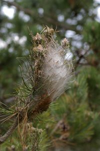 pollution d'une branche par un nid de chenilles processionnaire
